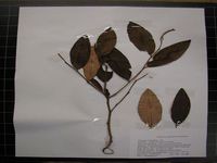 Herbarium sample